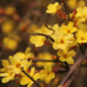 JASMIN JAUNE